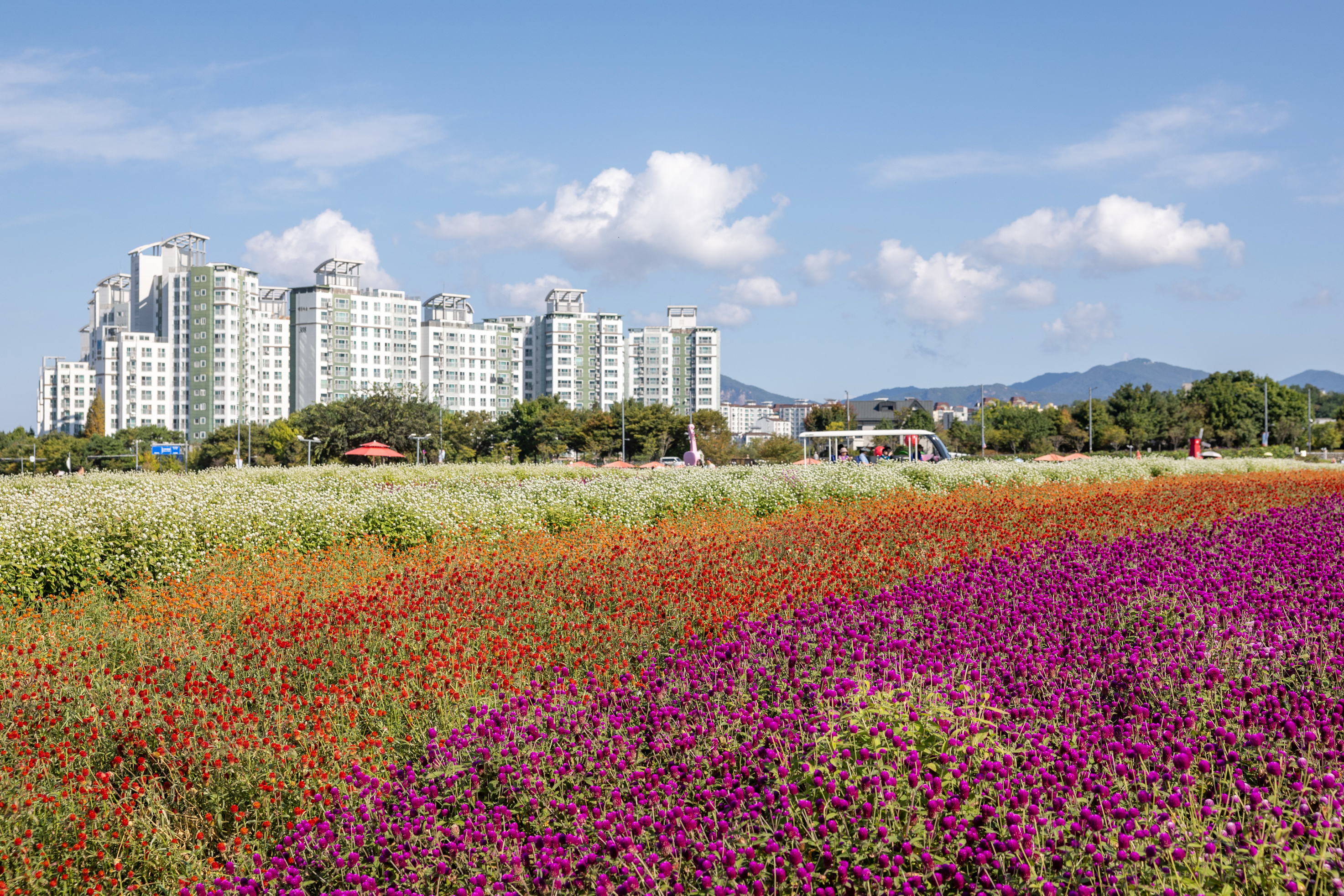2026 양주 천일홍 가을페스타 이미지4