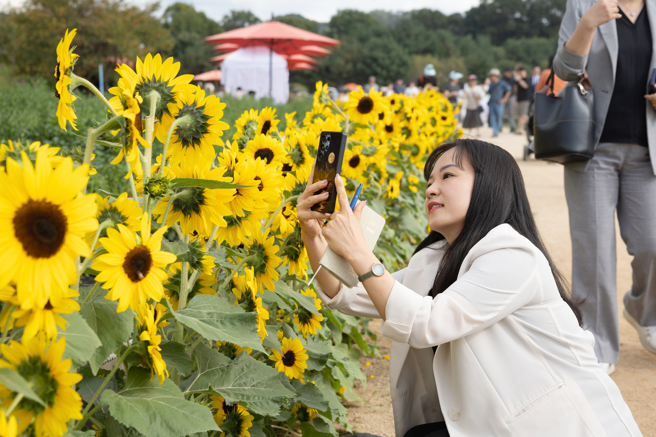 2026 양주 천일홍 가을페스타 이미지16