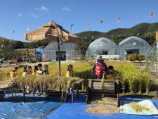 20251016)꼬마농부학교 벼수확 및 전통식문화 체험 이미지