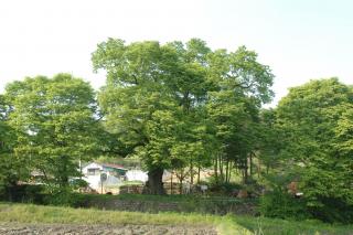 남면 느티나무 사진