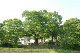 남면느티나무02 의 사진