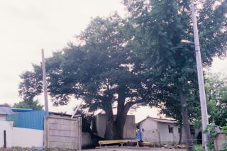 양주 가납리 느티나무 사진