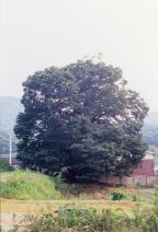 양주 만송리 느티나무 사진