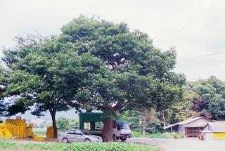 양주 연곡리 느티나무 사진