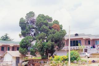 양주 오산리 향나무 의 사진
