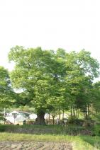 남면느티나무01 의 사진