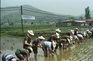 한미친선모내기01 의 사진