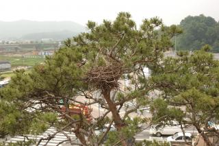 시청앞 소나무01 의 사진
