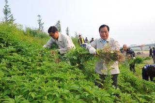 광적면 돼지풀 제거작업 의 사진