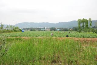 목화밭 의 사진
