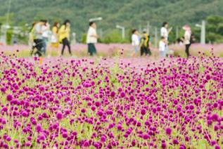 천만송이 천일홍축제 의 사진