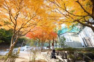 양주시청 단풍 사진