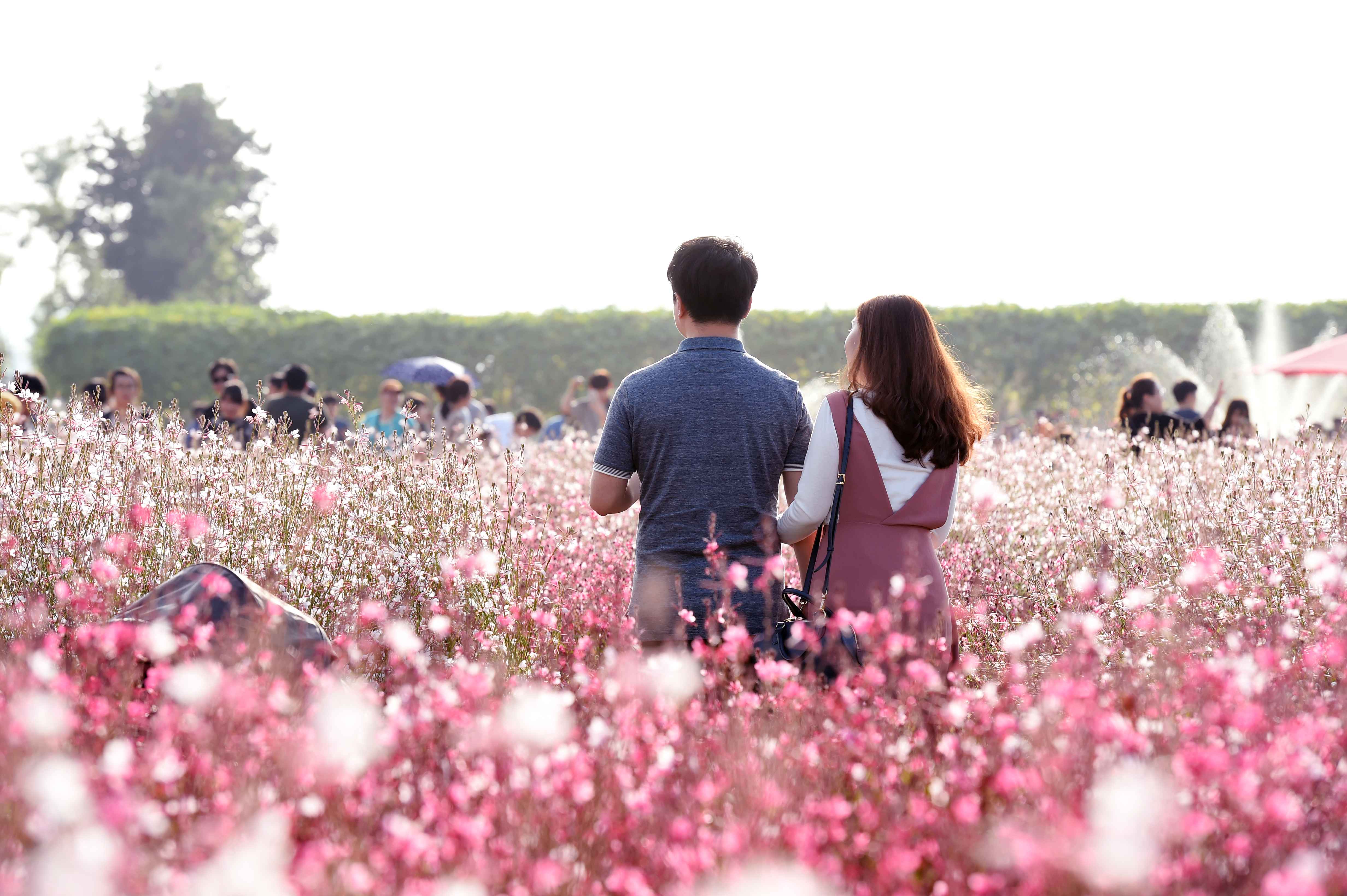 양주시, 전국 최대 규모 천일홍 꽃 군락지 조성 … 양주나리농원으로 오세요! 이미지