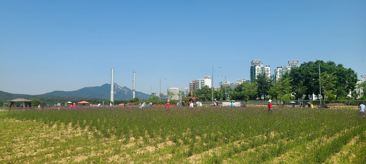 양주시 나리농원, 봄 무료개장 1.2만 명 방문…가을엔 입장료 쿠폰제 도입 이미지