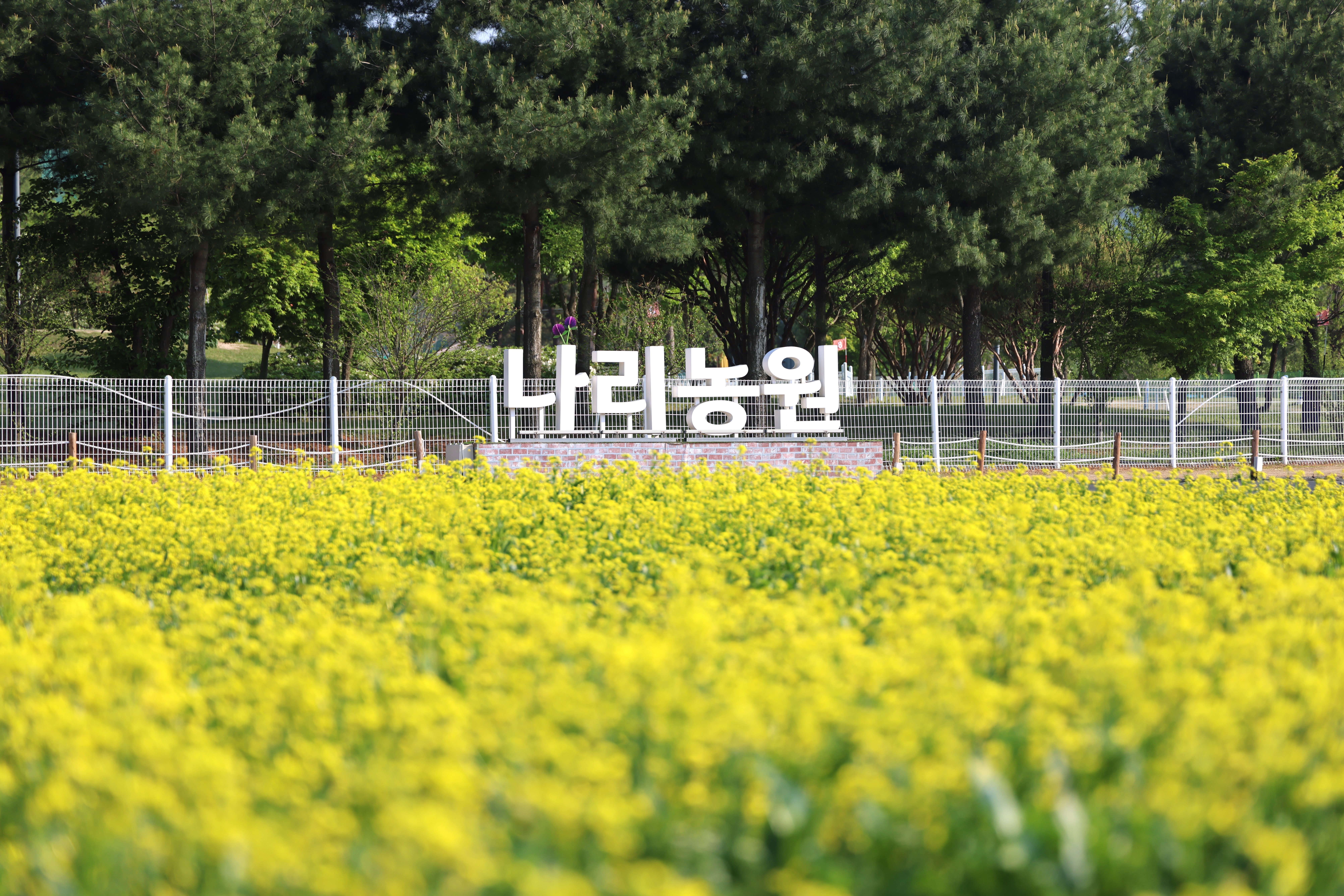 양주시, 나리농원 연계 ‘나리쿠폰’ 지급…소상공인 지원·소비 촉진 나서 이미지
