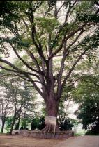 양주 고암리 느티나무 의 사진