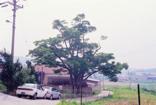 양주덕계리 느티나무 사진