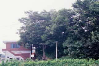 양주 석우리 느티나무01 사진