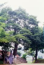 양주 일영리 느티나무01 사진