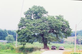 양주 회정리 느티나무 사진