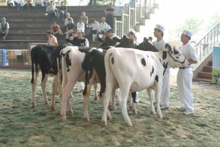 홀스타인 경진대회01 의 사진