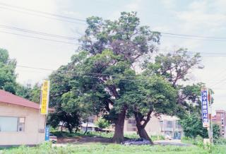 양주 복지리 느티나무01 의 사진