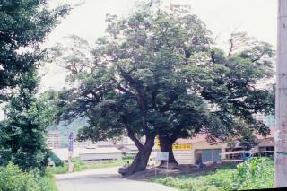 양주 복지리 느티나무01 의 사진