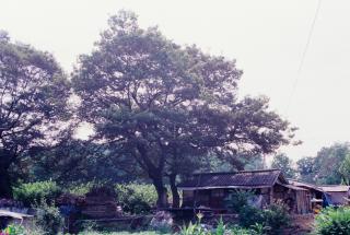 양주 석우리 느티나무01 의 사진