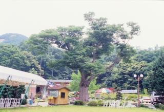 양주 율정리 느티나무01 의 사진