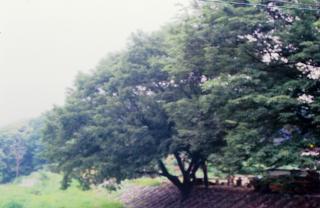 양주 일영리 느티나무01 의 사진