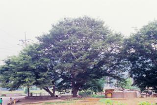 양주 일영리 느티나무01 의 사진