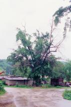 양주 한산리 은행나무01 의 사진