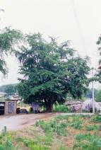 양주 한산리 은행나무01 의 사진