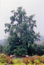 양주 유양리 은행나무 의 사진