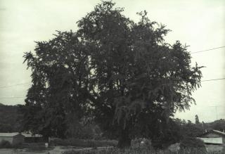 평화로,느티나무 어사대01 의 사진