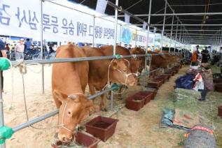 홀스타인 한우 경진대회 의 사진