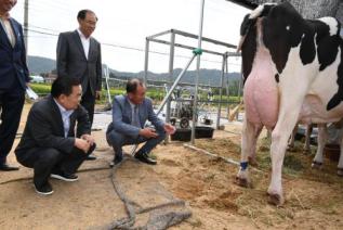 홀스타인 한우 경진대회 의 사진