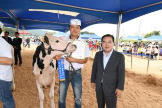 홀스타인 한우 경진대회 의 사진