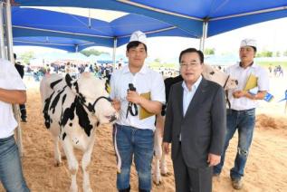 홀스타인 한우 경진대회 의 사진