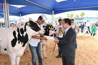 홀스타인 한우 경진대회 의 사진