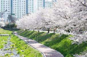 백석 벚꽃 의 사진
