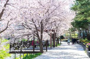 백석 벚꽃 사진