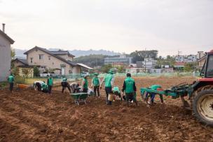 새마을지도자 장흥면협의회 고구마 수확 사진