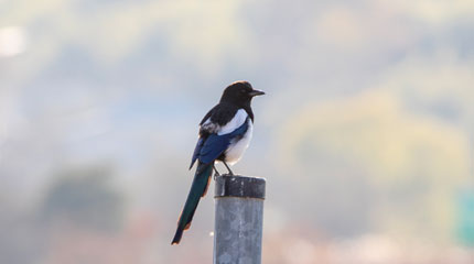 A Photograph of City Bird Magpie